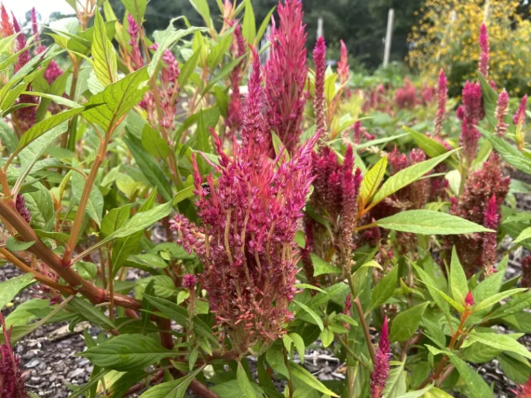 Celosia argentea (Plumosa Group) (First Flame™ Mixture) flowers