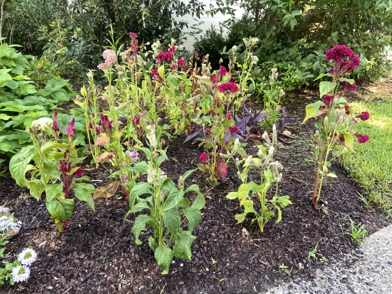 Celosia argentea var. cristata (Supercrest Mix) flowering habit