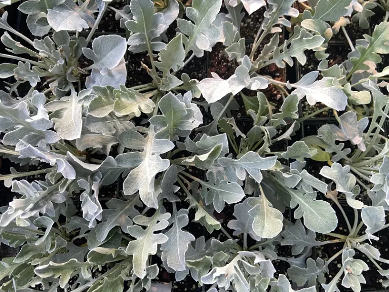 Centaurea ragusina 'Balcentsirl' (Silver Swirl) foliage