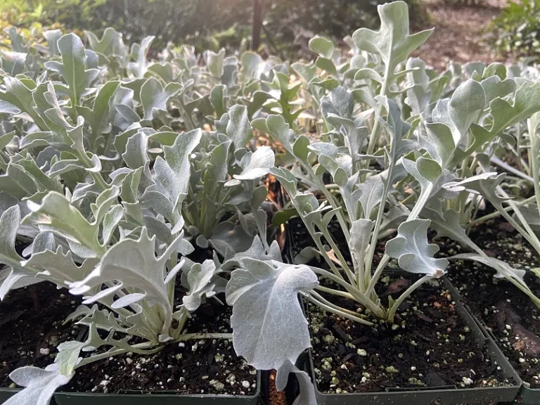 Centaurea ragusina 'Balcentsirl' (Silver Swirl) habit