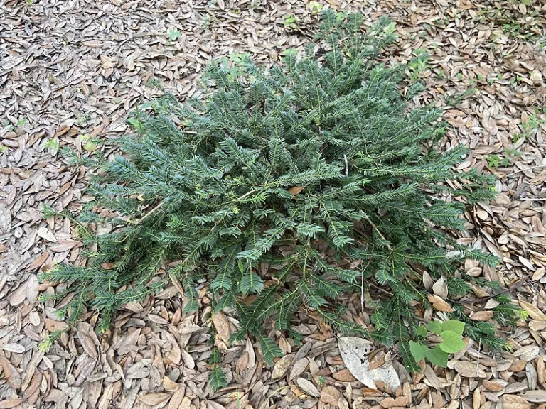 Cephalotaxus harringtonia 'Duke Gardens' | Brookgreen