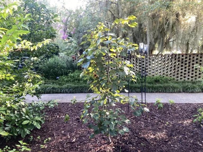 Cercis canadensis 'Ruby Falls' habit