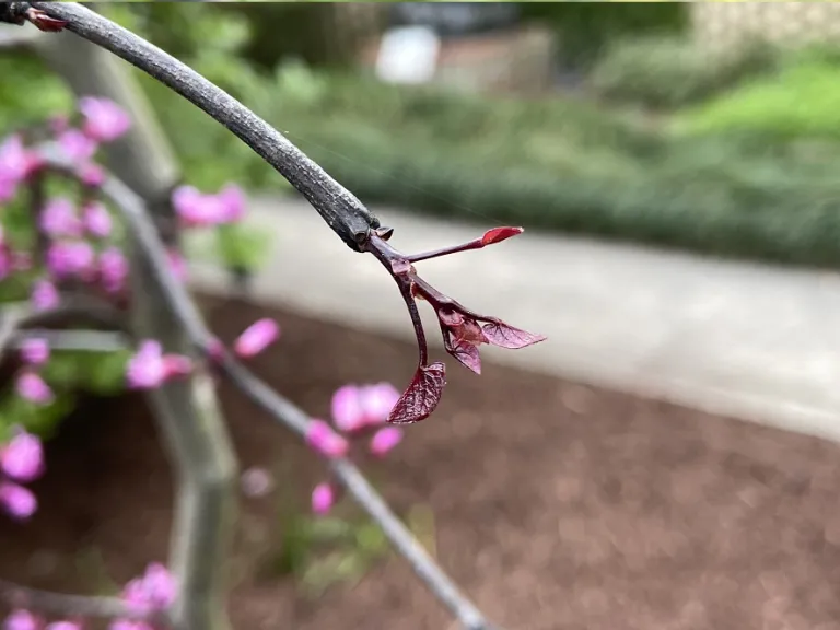 Cercis canadensis 'Ruby Falls' young leaves