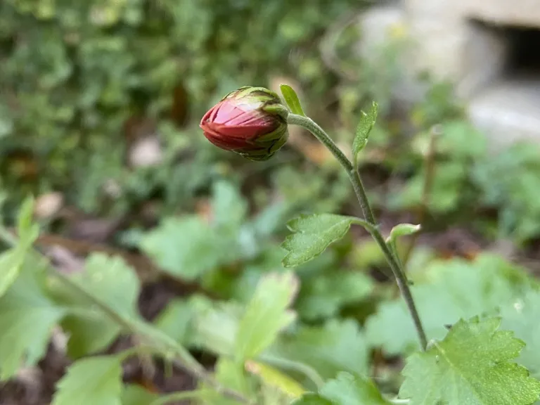 Chrysanthemum 'Cathy's Rust' flower bud