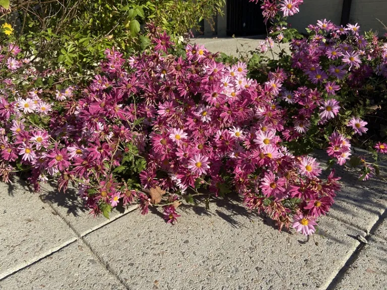 Chrysanthemum 'Miss Gloria’s Thanksgiving Day' habit