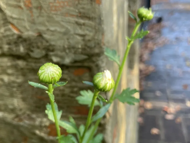 Chrysanthemum × morifolium 'Ryan's Pink' flower buds