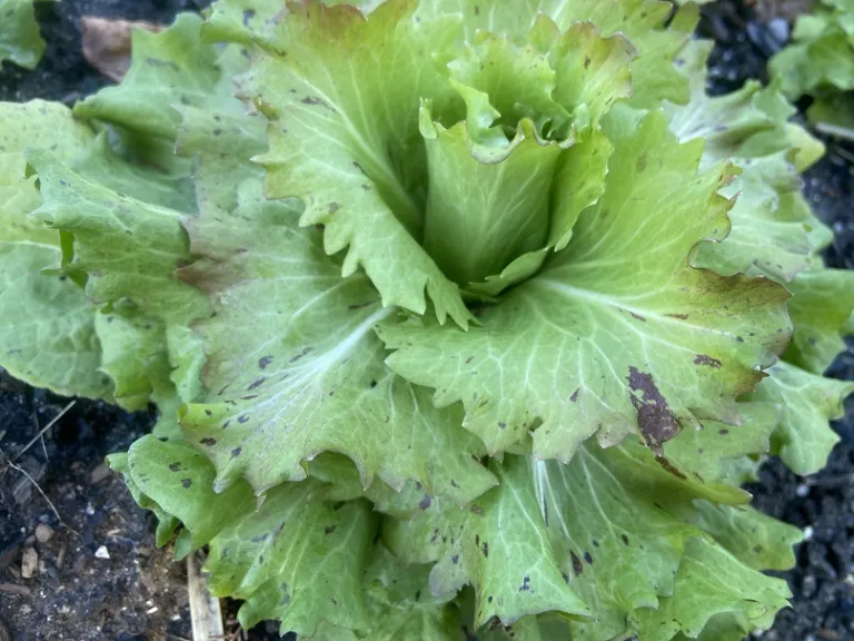 Cichorium intybus 'Lentiggini' foliage detail