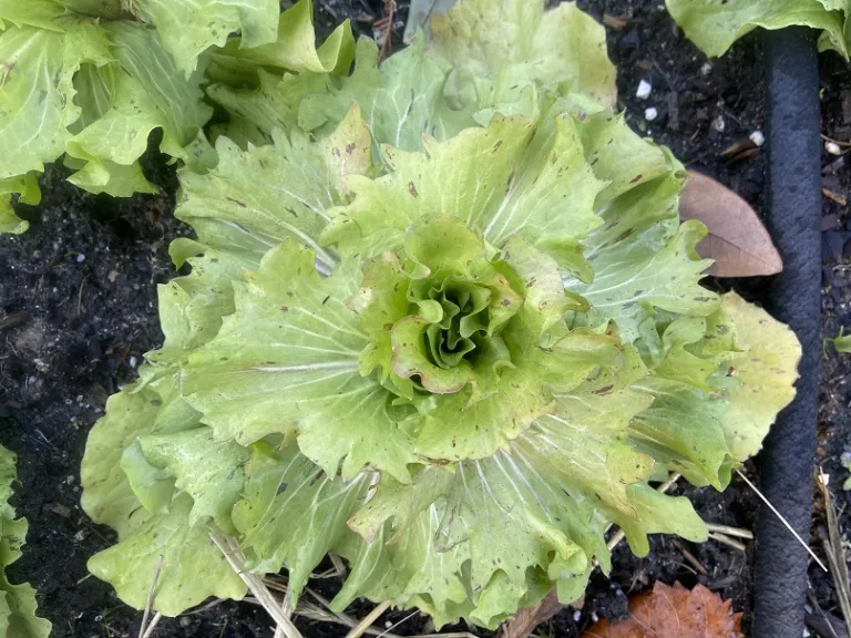 Cichorium intybus 'Lentiggini' foliage