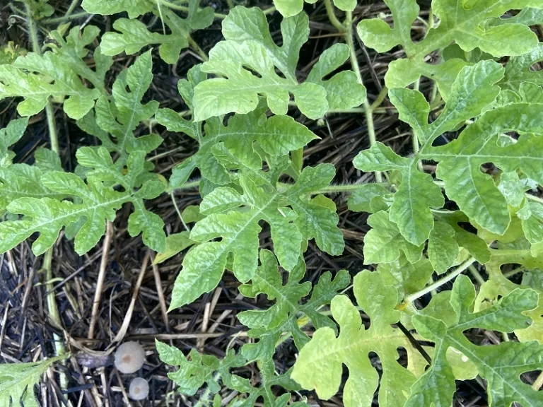 Citrullus lanatus 'Allsweet' foliage