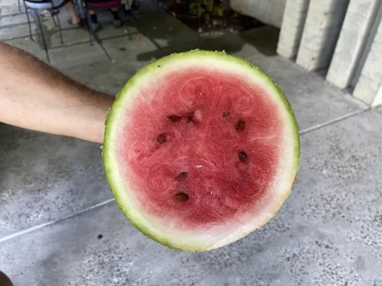 Citrullus lanatus 'Allsweet' fruit