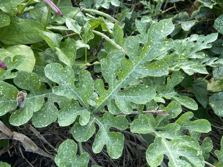 Citrullus lanatus 'Moon and Stars' foliage