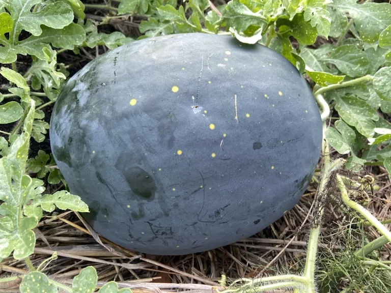 Citrullus lanatus 'Moon and Stars' fruit