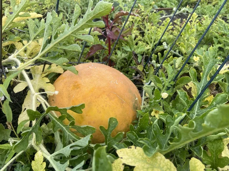 Citrullus lanatus 'Royal Golden' fruit