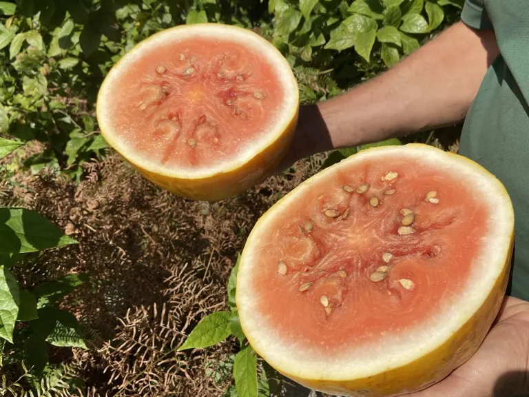 Citrullus lanatus 'Royal Golden' fruit