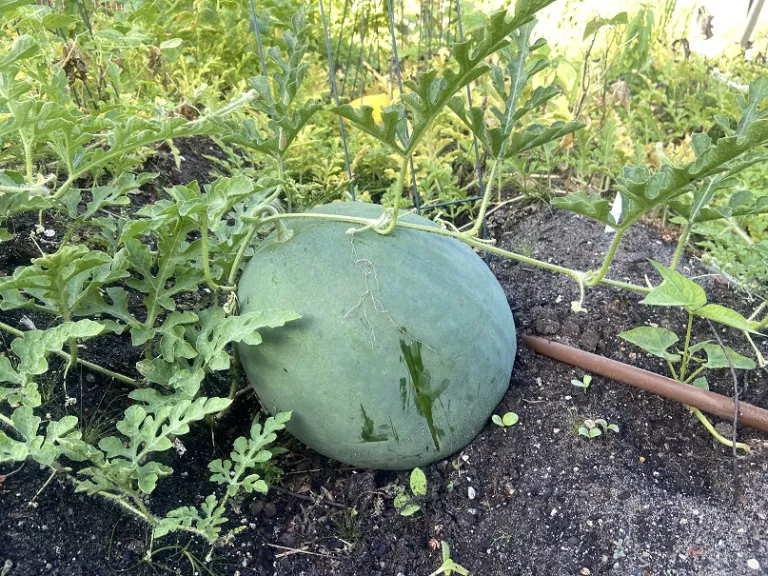 Citrullus lanatus 'Stone Mountain' fruit