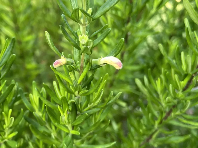 Clinopodium carolinianum flower buds