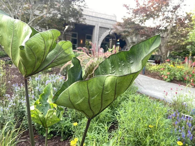 Colocasia esculenta 'Coffee Cups' foliage