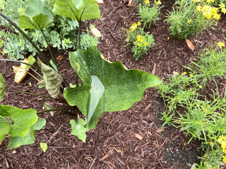 Colocasia esculenta 'Coffee Cups' foliage