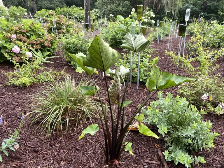 Colocasia esculenta 'Coffee Cups' habit