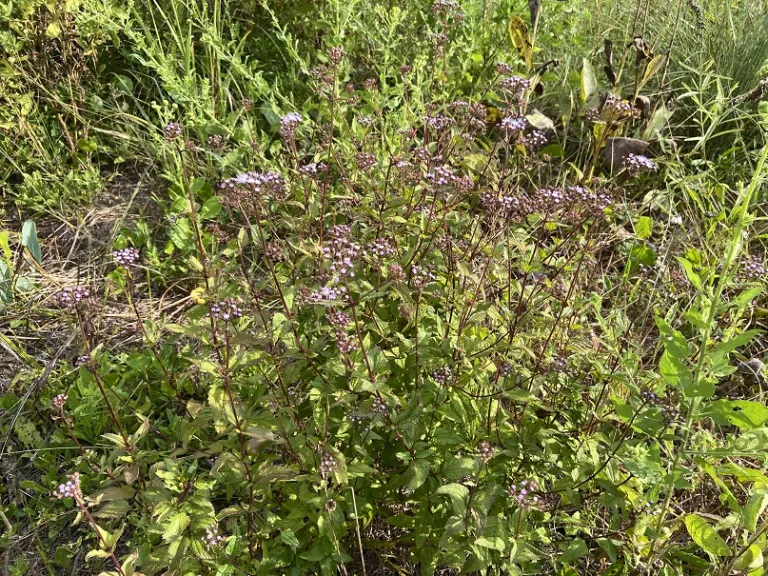 Conoclinium coelestinum flowering habit