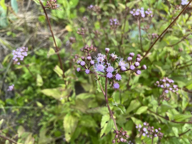 Conoclinium coelestinum flowers