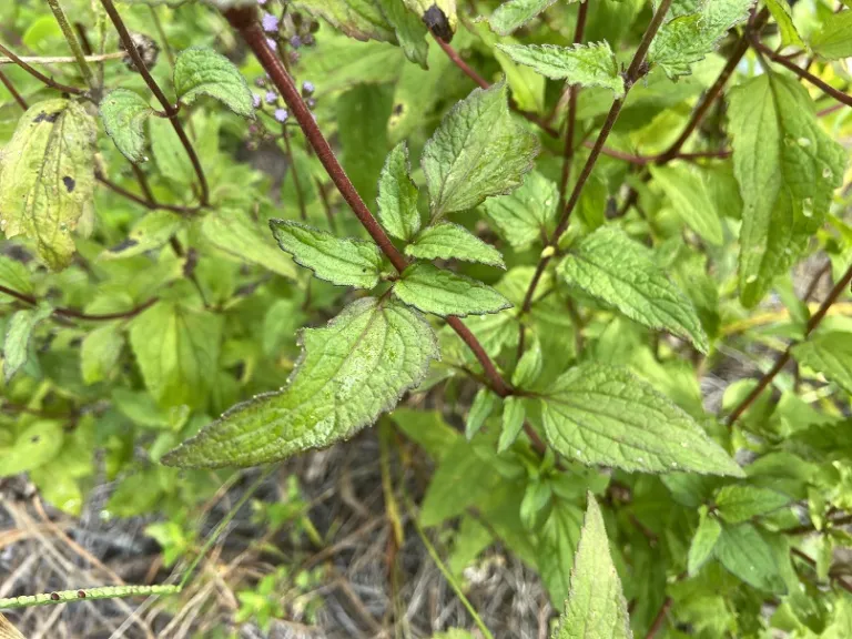 Conoclinium coelestinum foliage