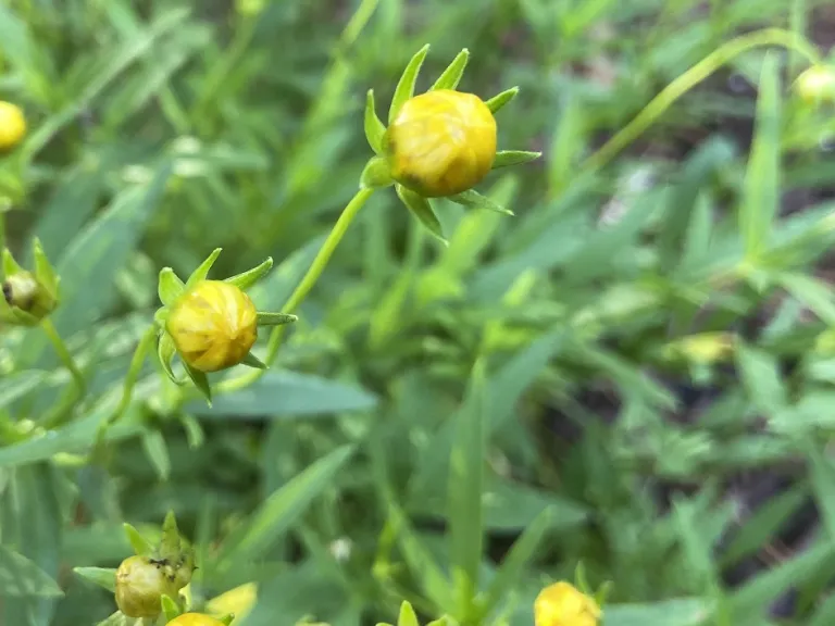 Coreopsis 'Balupteamed' (UPTICK™ Cream & Red) flower bud