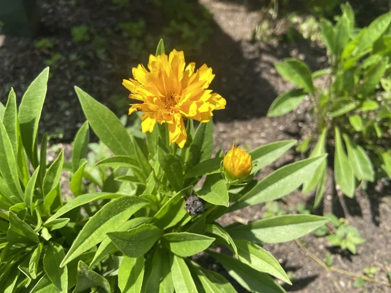 Coreopsis 'DECOREO16' (Solanna™ Golden Sphere) flower