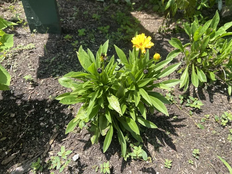 Coreopsis 'DECOREO16' (Solanna™ Golden Sphere) flowering habit