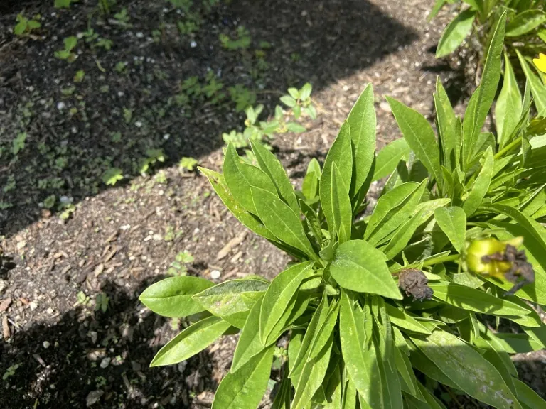 Coreopsis 'DECOREO16' (Solanna™ Golden Sphere) foliage