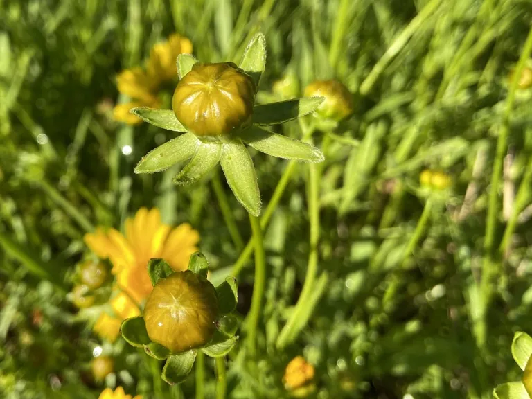 Coreopsis lanceolata flower buds