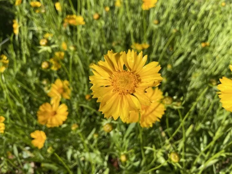 Coreopsis lanceolata flower