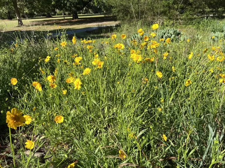 Coreopsis lanceolata flowering habit