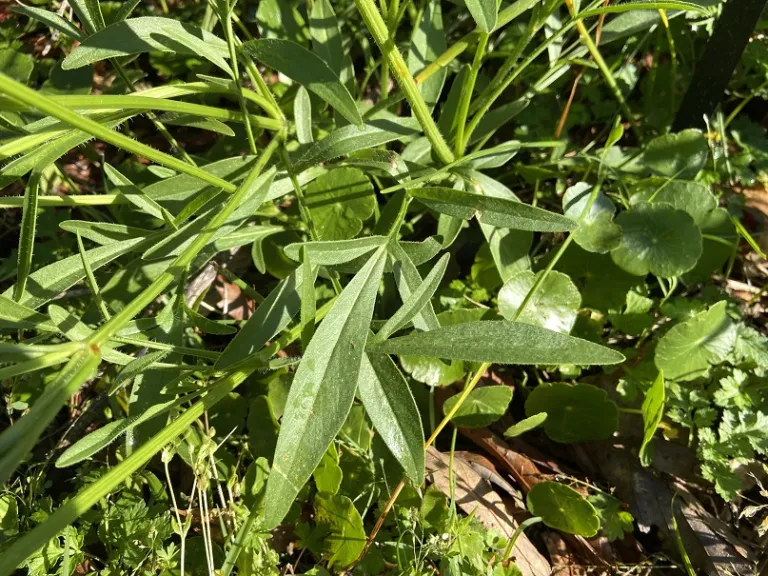 Coreopsis lanceolata foliage