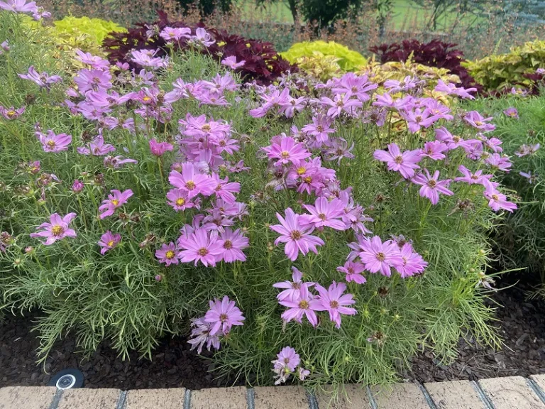 Cosmos bipinnatus 'PAS1788' (Sonata™ Pink Blush) flowering habit