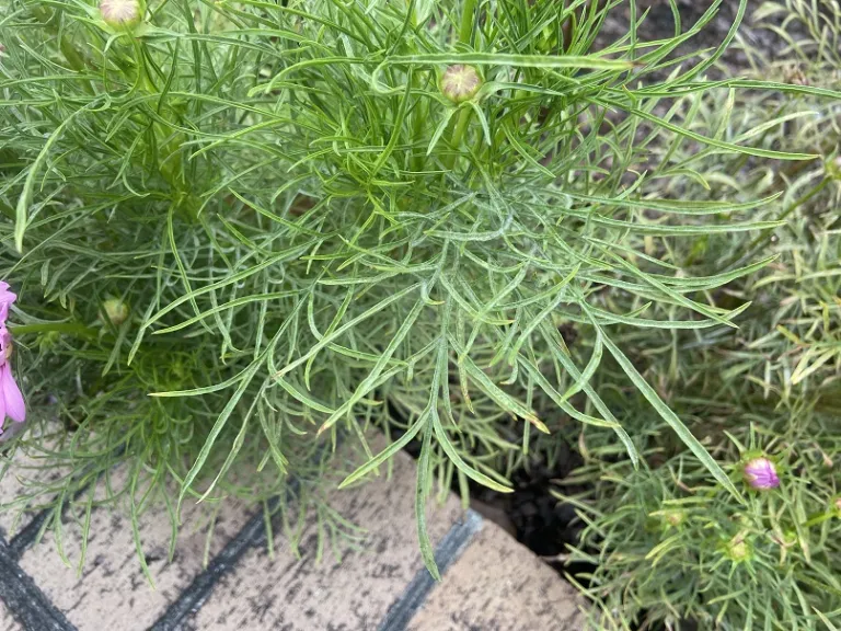 Cosmos bipinnatus 'PAS1788' (Sonata™ Pink Blush) foliage