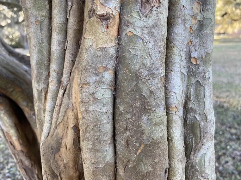 Crataegus marshallii bark