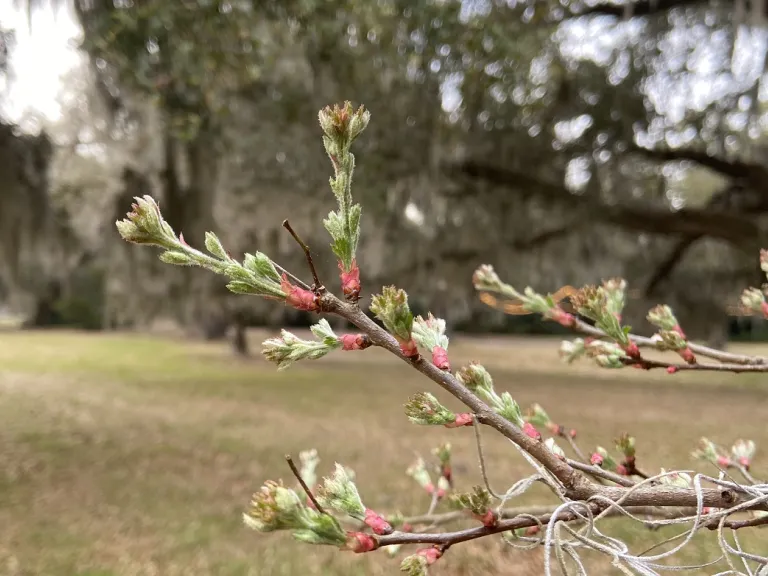 Crataegus marshallii bud break