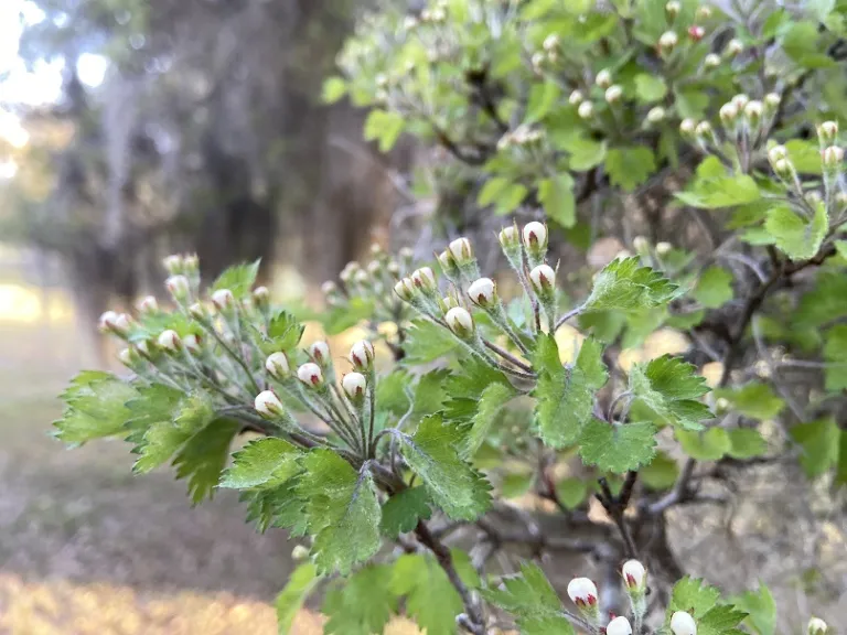 Crataegus marshallii flower buds