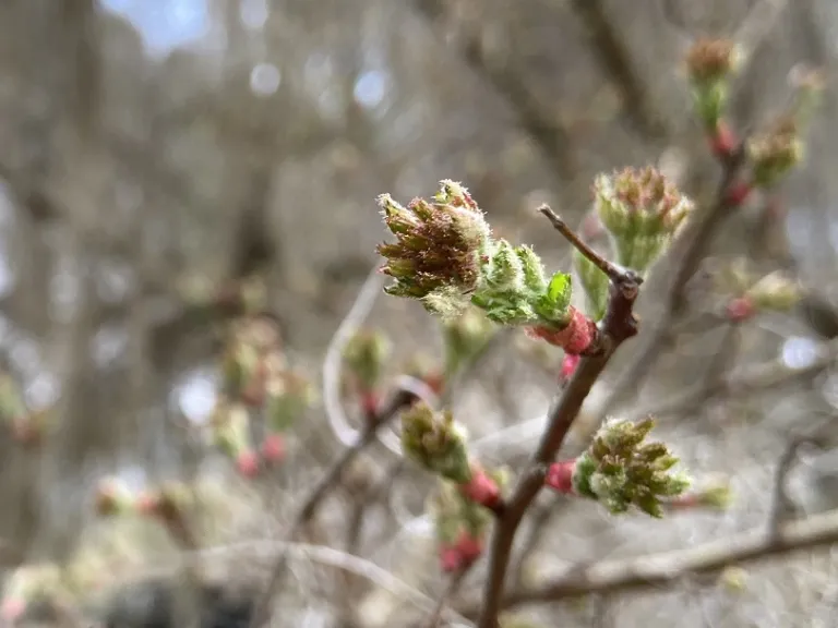 Crataegus marshallii new growth