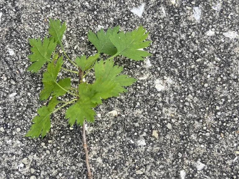 Crataegus marshallii stem