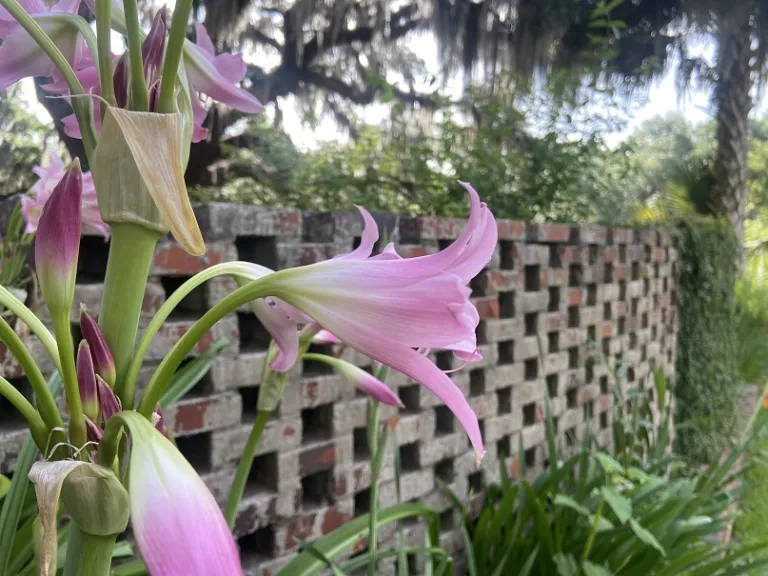 Crinum × powellii flower