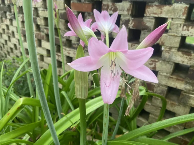 Crinum × powellii flower