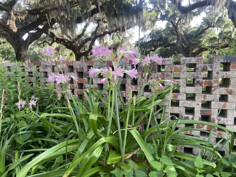 Crinum × powellii flowering habit