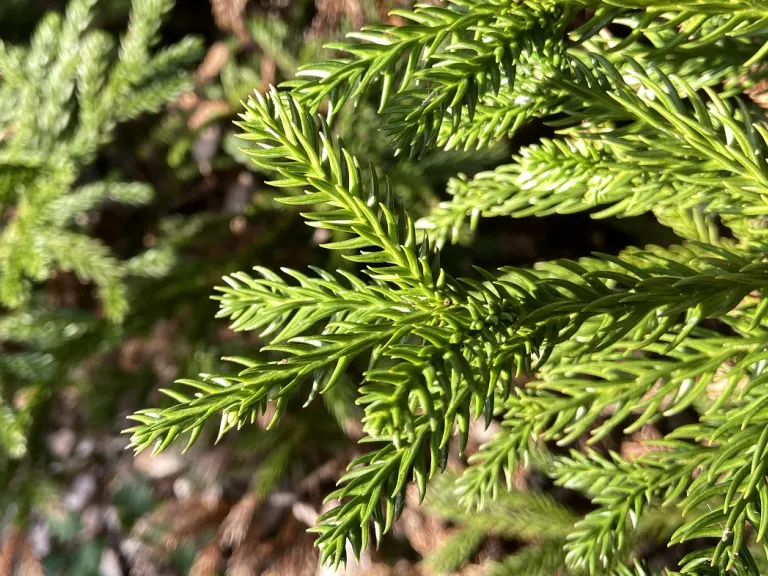 Cryptomeria japonica 'Gyokuryu' awls