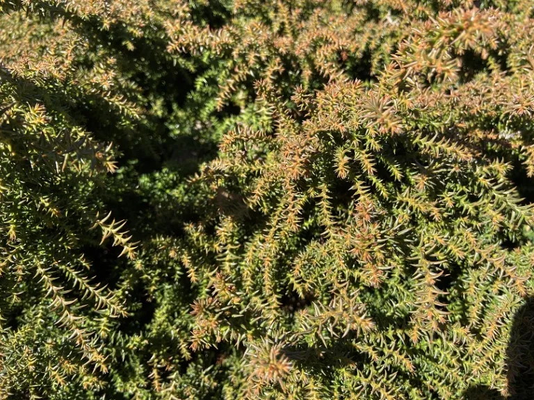 Cryptomeria japonica 'Tansu' bronzed foliage