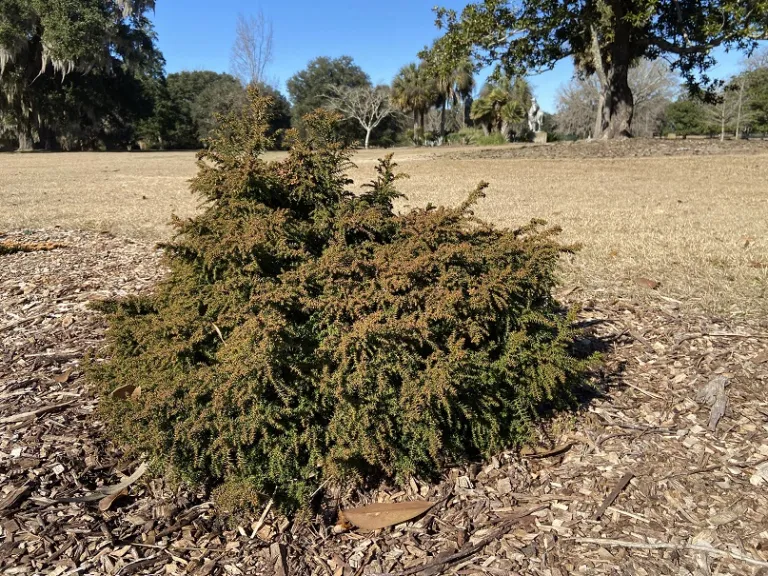 Cryptomeria japonica 'Tansu' bronzed habit