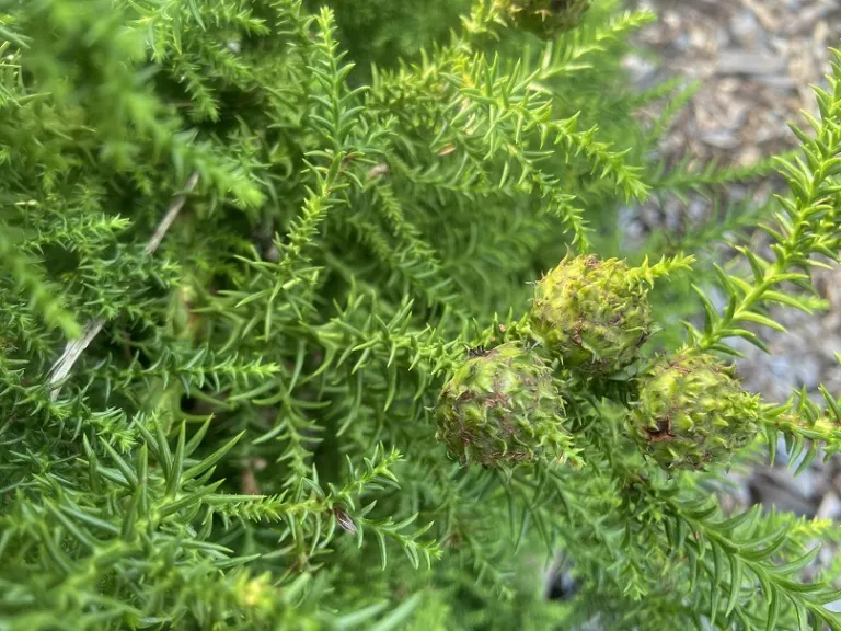 Cryptomeria japonica 'Tansu' young seed cones