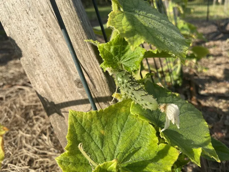 Cucumis sativus 'Ashley' early fruit