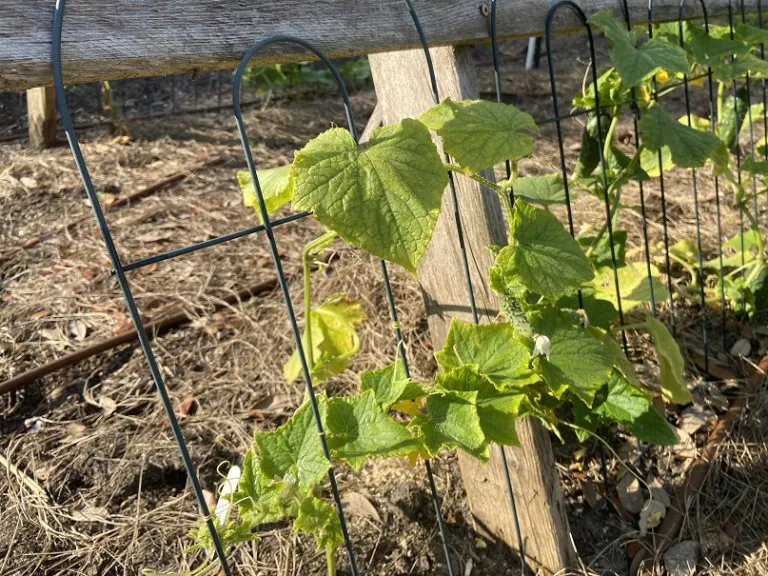 Cucumis sativus 'Ashley' habit